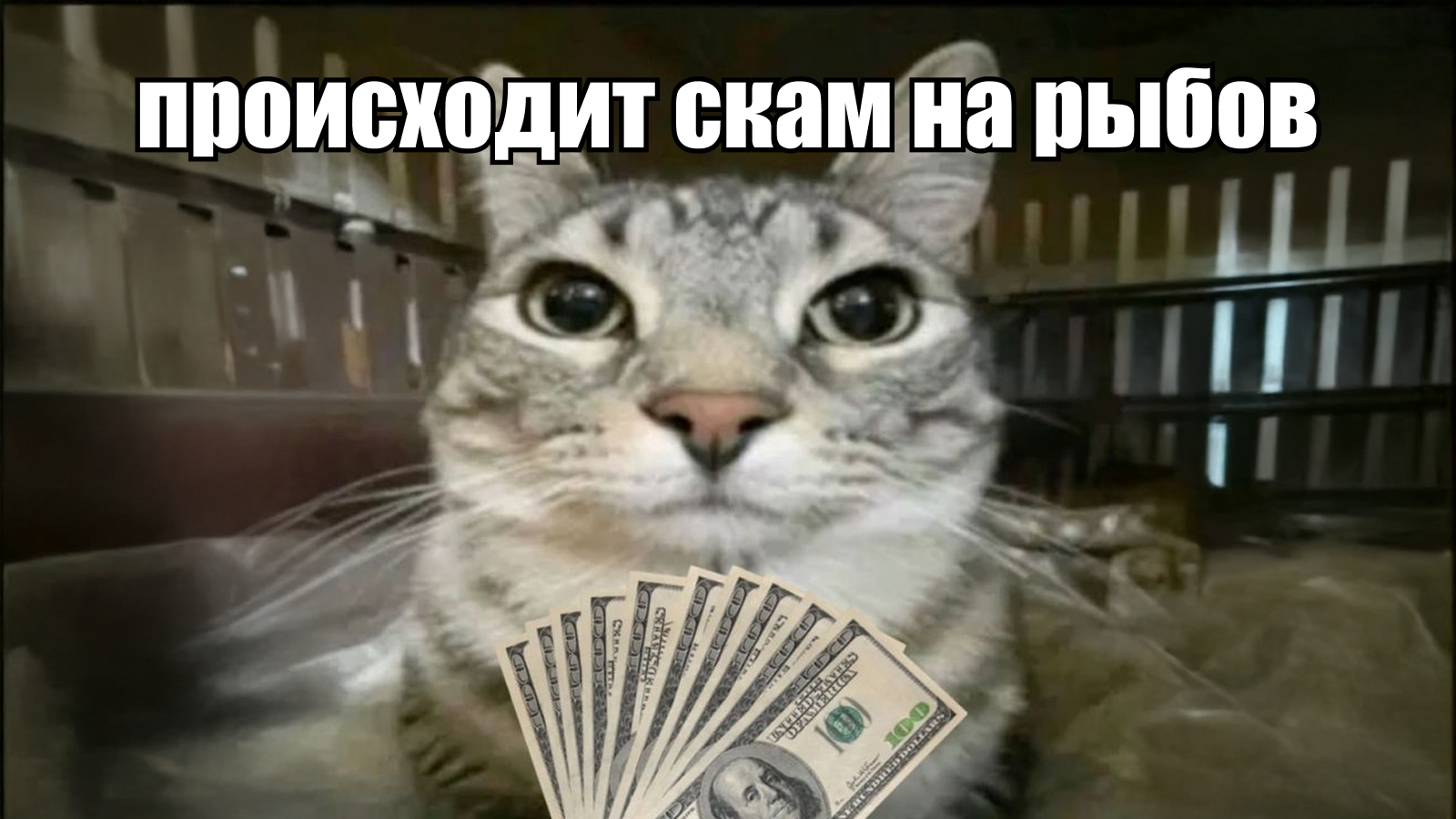 Мем кота с текстом "Происходит скам на рыбов"