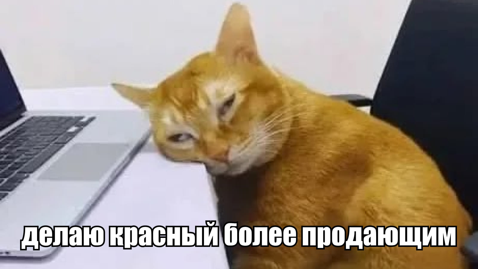 Мем с котом: делаю красній более продающим